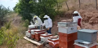 Tokat'ın Başçiftlik ilçesinde 2025 yılı yayla balı hasadı başladı