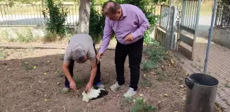 Tokat'ta Yuvadan Düşen Leylek Tedavi İçin Veterinere Götürüldü
