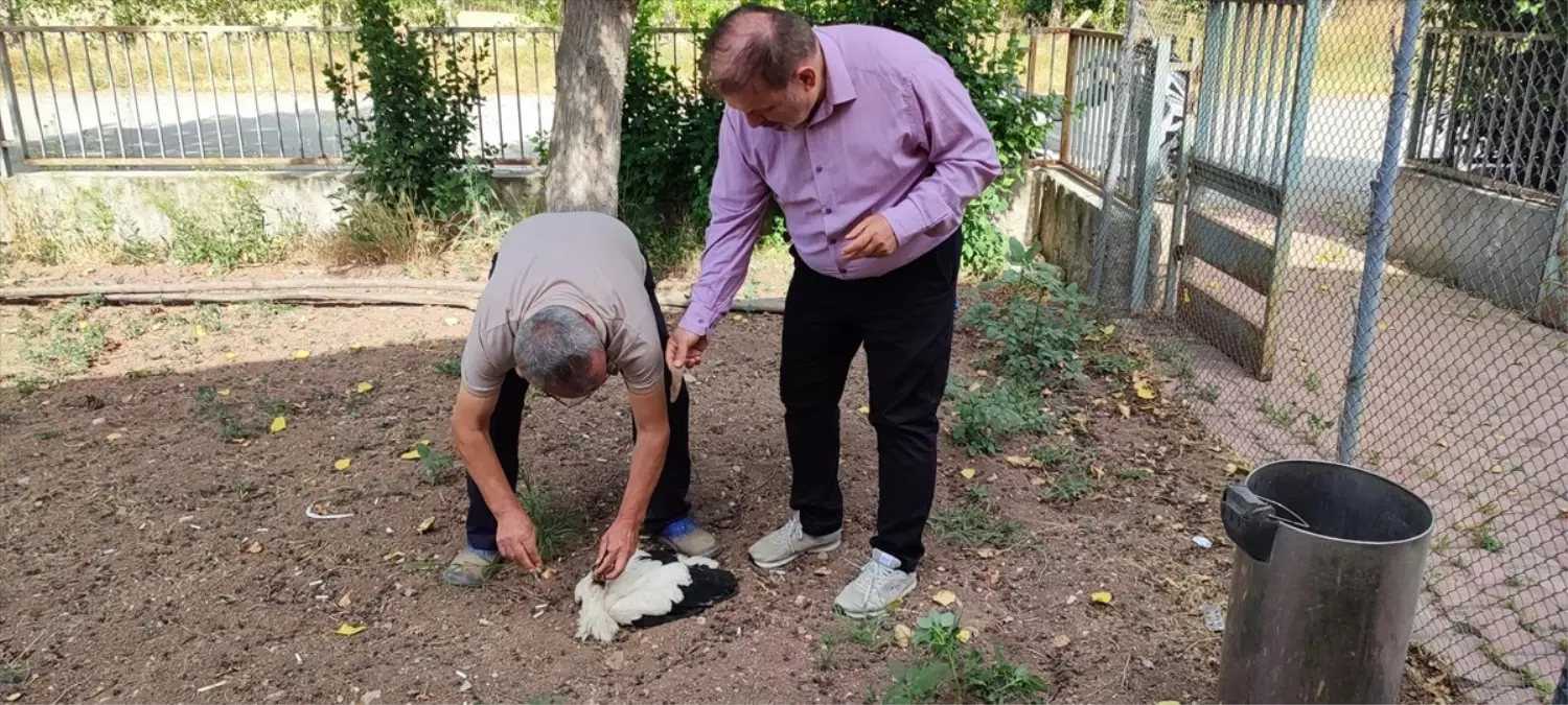 Tokat'ta Yuvadan Düşen Leylek Tedavi İçin Veterinere Götürüldü