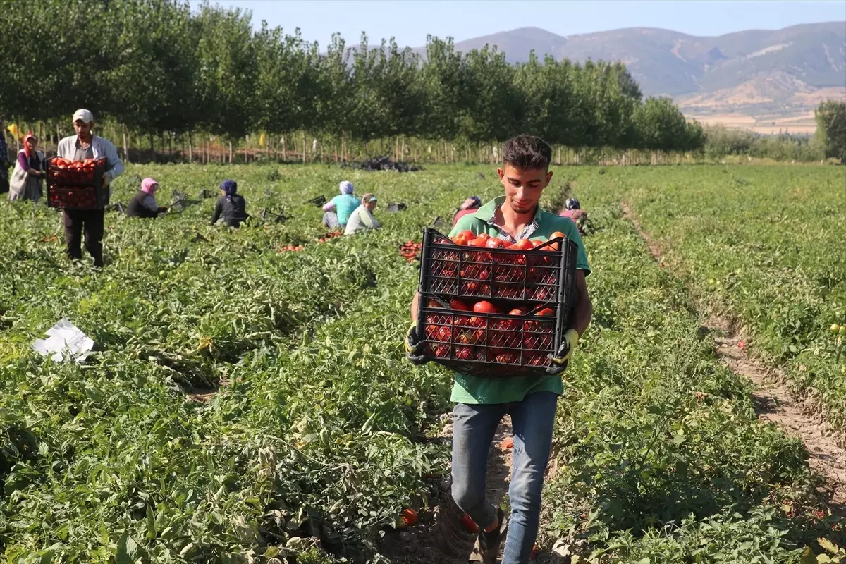 Tokat'ta Domates Hasadı Devam Ediyor: Fiyatlar Artış Gösterdi