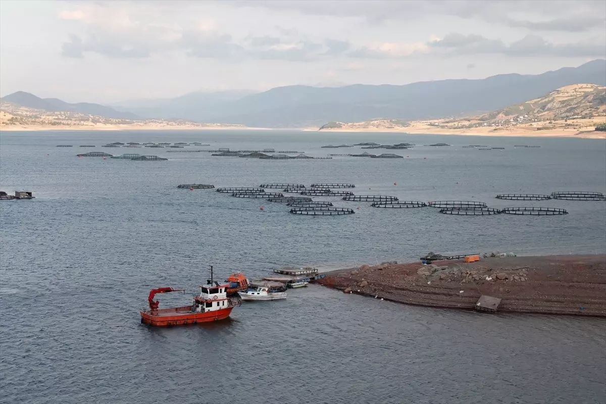 Tokat'ın Almus İlçesinden 29 Ülkeye Balık İhracatı