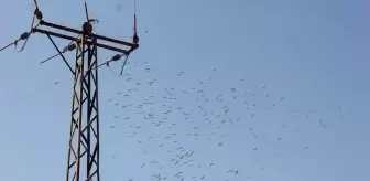 Toroslar EDAŞ'tan Göçmen Kuşlar için Enerji Hatları Koruma Önlemleri