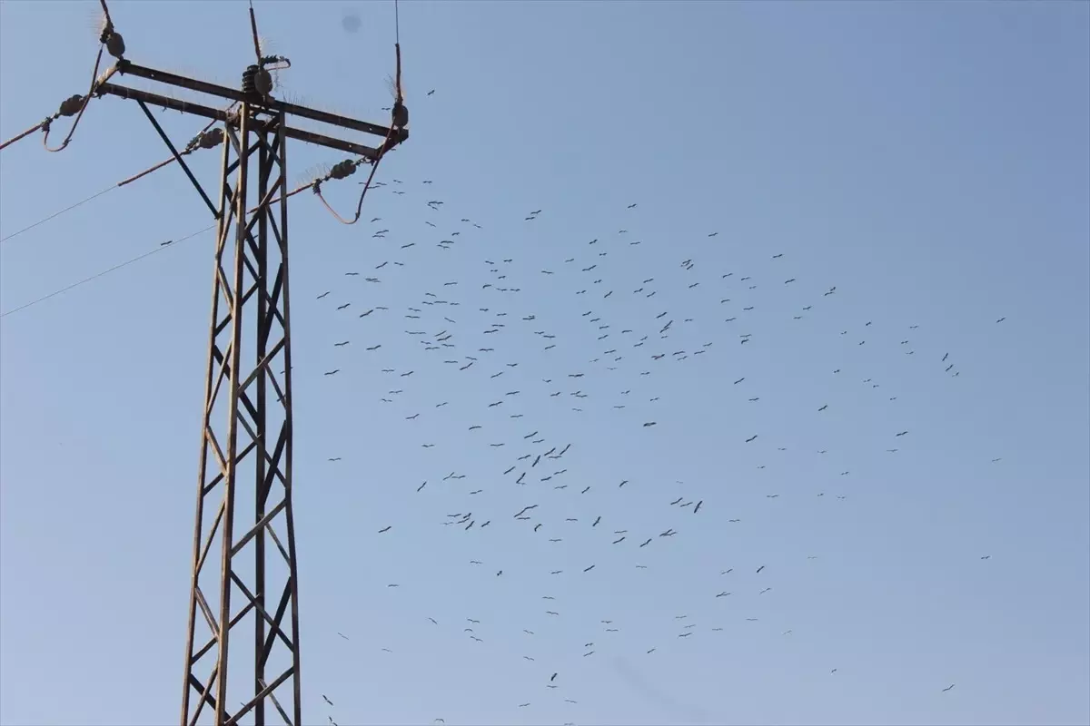 Toroslar EDAŞ'tan Göçmen Kuşlar için Enerji Hatları Koruma Önlemleri