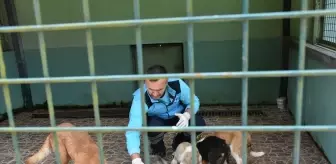 Trabzon'daki Bakımevinde 1182 Köpek Sahiplendirildi