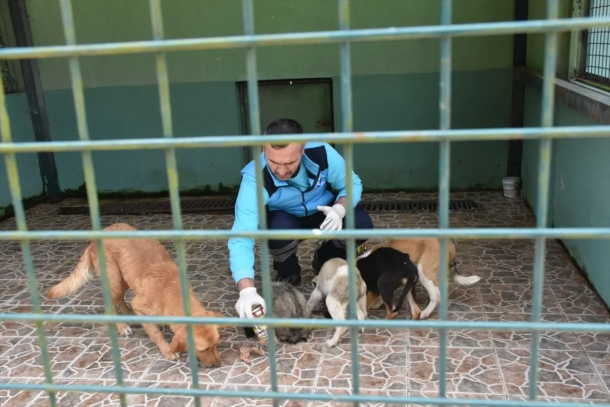 Trabzon'daki Bakımevinde 1182 Köpek Sahiplendirildi