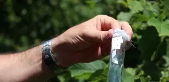 Trabzon'da 56 Bin Samuray Arısı Doğaya Bırakıldı