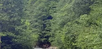 Araklı'da Trafik Kazası: 2 Ölü, 1 Yaralı