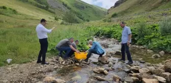 Karadere Vadisi'ne 15 Bin Alabalık Yavrusu Salındı
