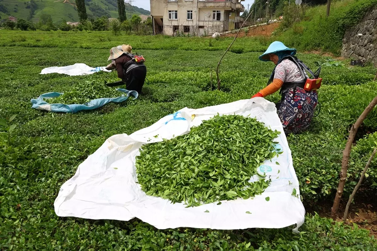 Doğu Karadeniz'de Yaş Çay Hasadı Başladı