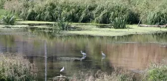 Edirne'deki Tunca Nehri'ne Kuraklık Nedeniyle Sazlıklar Oluştu
