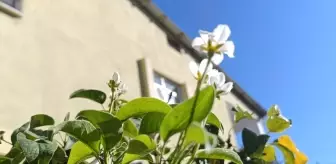 Tunceli'de Armut Ağaçları Sonbaharda Çiçek Açtı