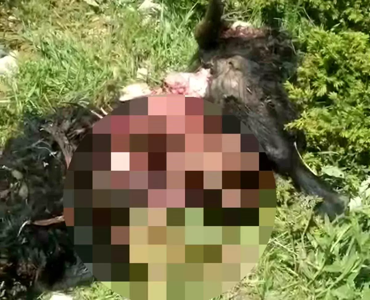 Tunceli'de Ayı Saldırısı: Bir Yaralı, 31 Hayvan Telef Oldu
