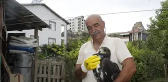 Tunceli'de Hasta Kaya Kartalı Koruma Altına Alındı