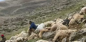 Ovacık'ta Yıldırım Düşmesi Sonucu 200 Koyun Telef Oldu