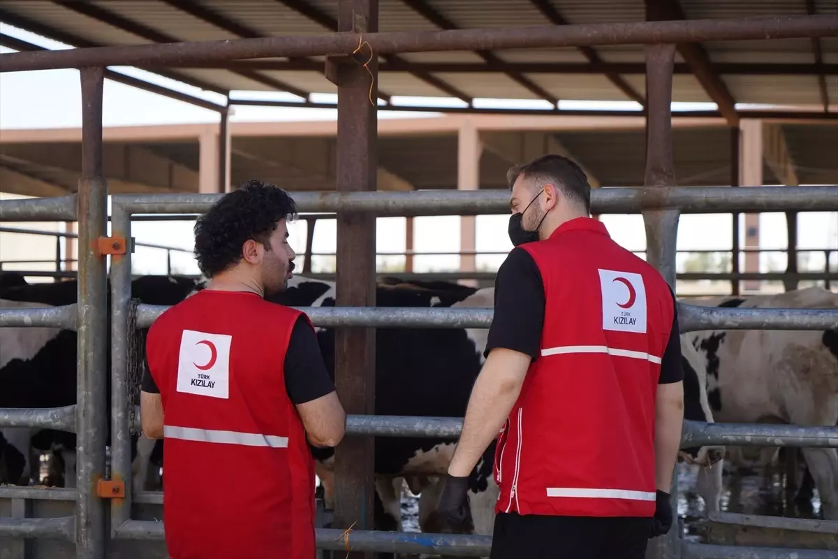 Türk Kızılay, Irak'ta 9 Ton Kurbanlık Et Bağışı Yapacak