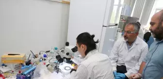 Türk ve Japon Bilim İnsanları Kene Yayılımını Haritalandırıyor