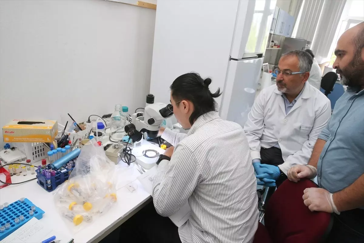 Türk ve Japon Bilim İnsanları Kene Yayılımını Haritalandırıyor