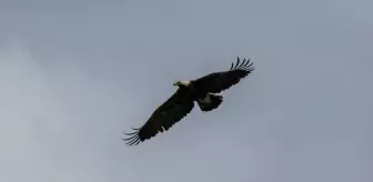 Şah Kartalları İçin Koruma Çalışmaları Başlatıldı
