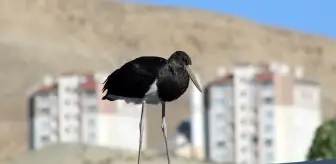 Nadir Görülen Kara Leylek Malatya'da Görüntülendi