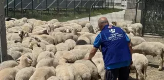 Türkiye Diyanet Vakfı, Konya'da 4 bin 25 kurban hissesinin etini ihtiyaç sahiplerine ulaştıracak