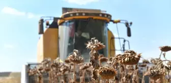 Ceylanpınar Tarım İşletmesi'nde Ayçiçeği Hasadı Başladı