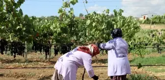 Türkiye'nin en erkenci bilinen 'Trakya İlkeren' üzümünde hasat başlad