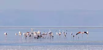 Tuz Gölü'ndeki Sondaj Kanalı Flamingo Yavrularına Hayat Verdi