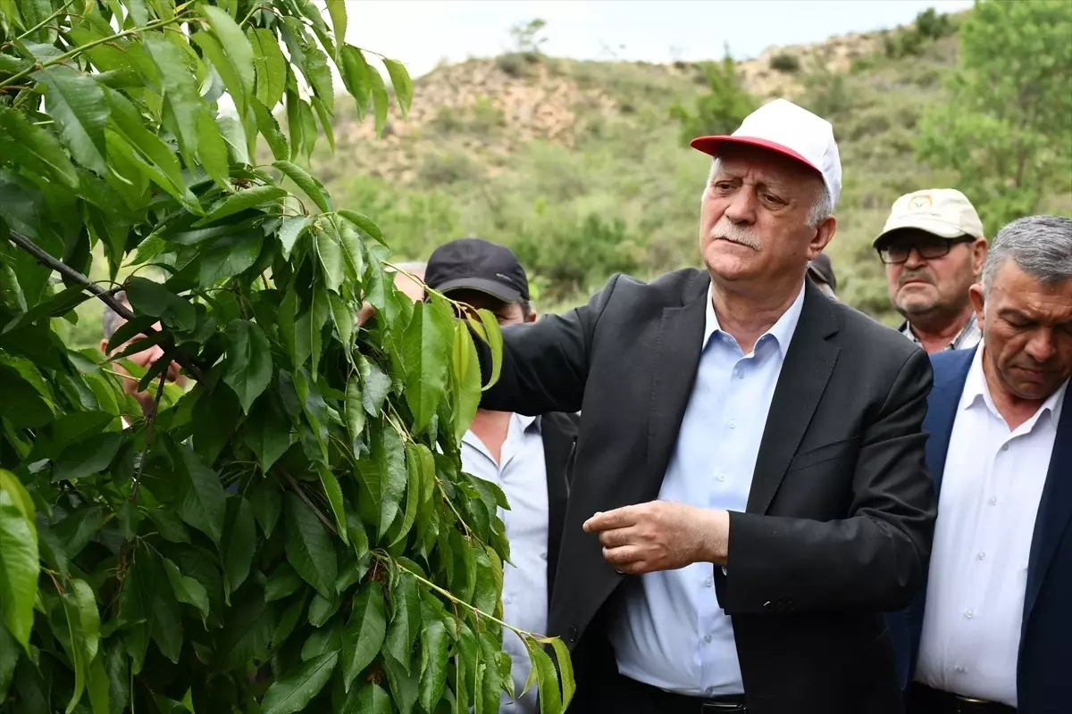 Zirai Don Afeti 65 İlde Hasara Neden Oldu