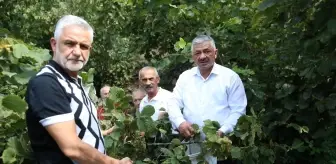 Fındık Hasadı Sofularla Başladı: Üreticilere Tavsiyeler