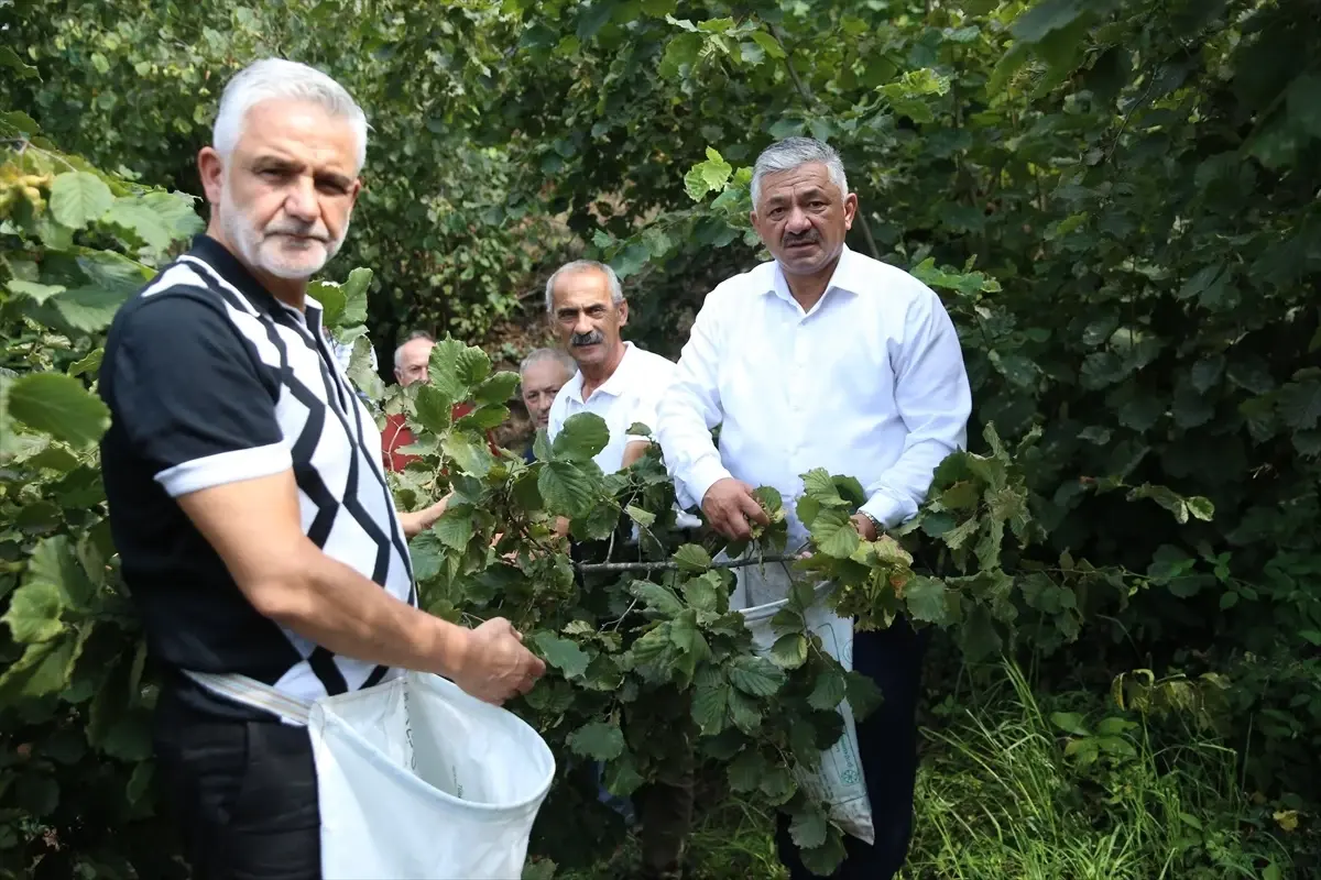 Fındık Hasadı Sofularla Başladı: Üreticilere Tavsiyeler