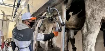 Fırat Üniversitesi'nden Süt Sığırlarında Mastitis Önleme Cihazı