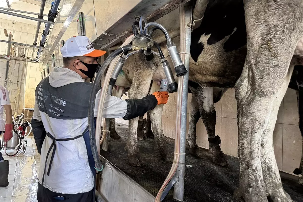 Fırat Üniversitesi'nden Süt Sığırlarında Mastitis Önleme Cihazı