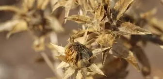 Kocaeli Üniversitesi Öğrencileri, Aspir Bitkisi Üretimi ile Uygulamalı Eğitim Aldı