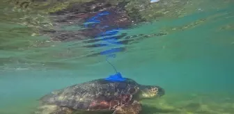 Antalya'da Caretta Carettalara Uydu Takip Cihazı Takıldı