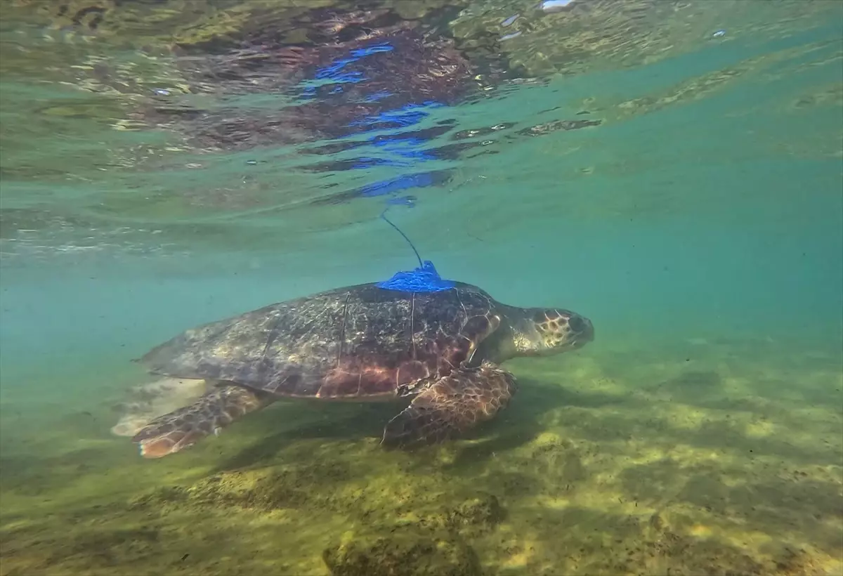 Antalya'da Caretta Carettalara Uydu Takip Cihazı Takıldı