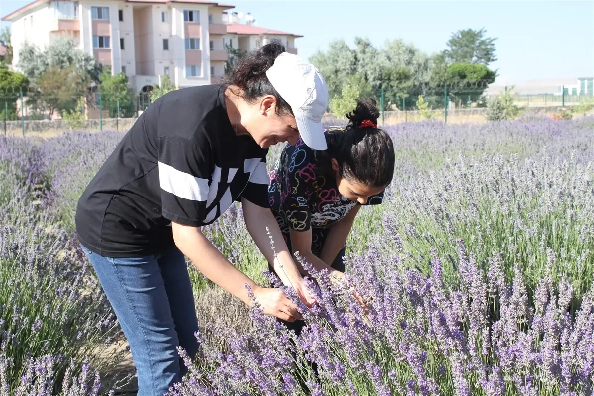 Van YYÜ'de 6. Tıbbi ve Aromatik Bitkiler Hasat Bayramı Düzenlendi