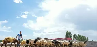 Van'da Hayvan Pazarı Yeniden Açıldı