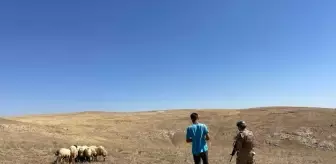 Kaybolan Koyunlar Jandarma Ekipleri Tarafından Bulundu