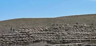 Van'da Koyun Destekleme Projesi: 2.375 Besiciye 235 Bin Koyun Desteği