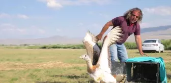 Yaralı Toy Kuşu Doğaya Salındı