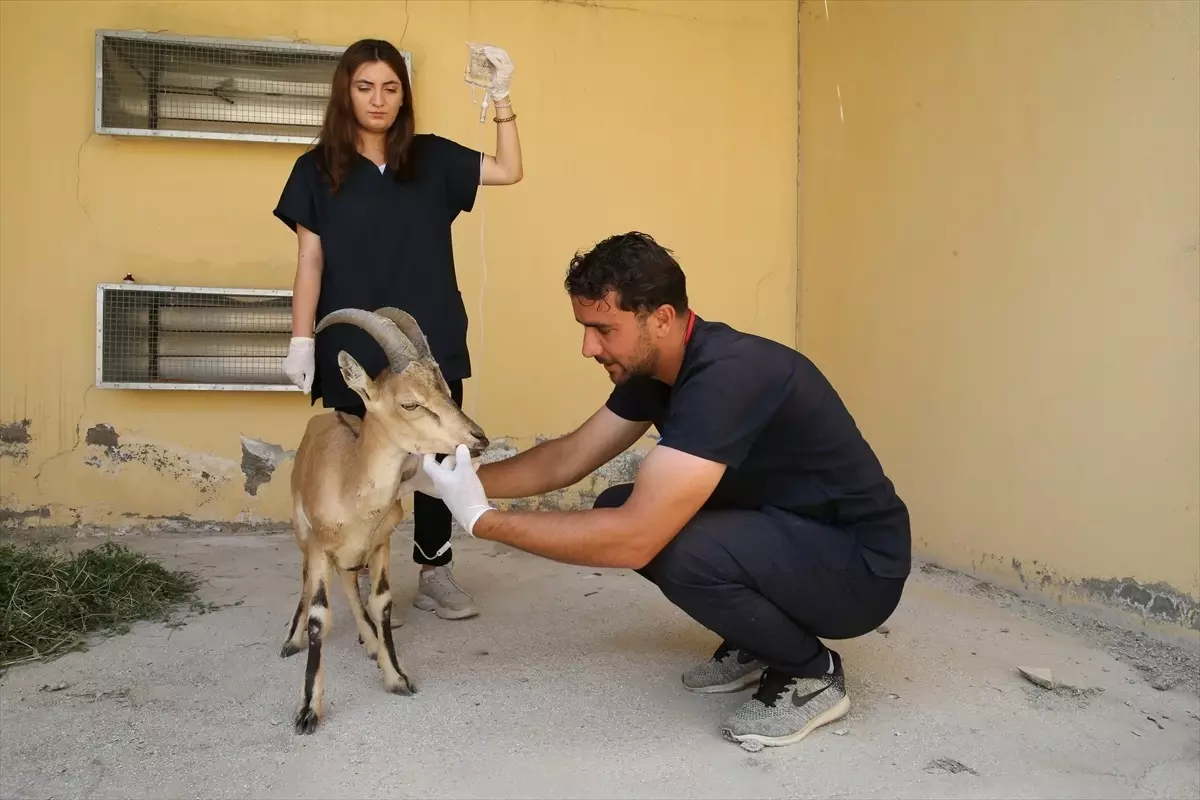 Van'da Yaralı Yaban Keçisi Yavrusu Tedaviye Alındı