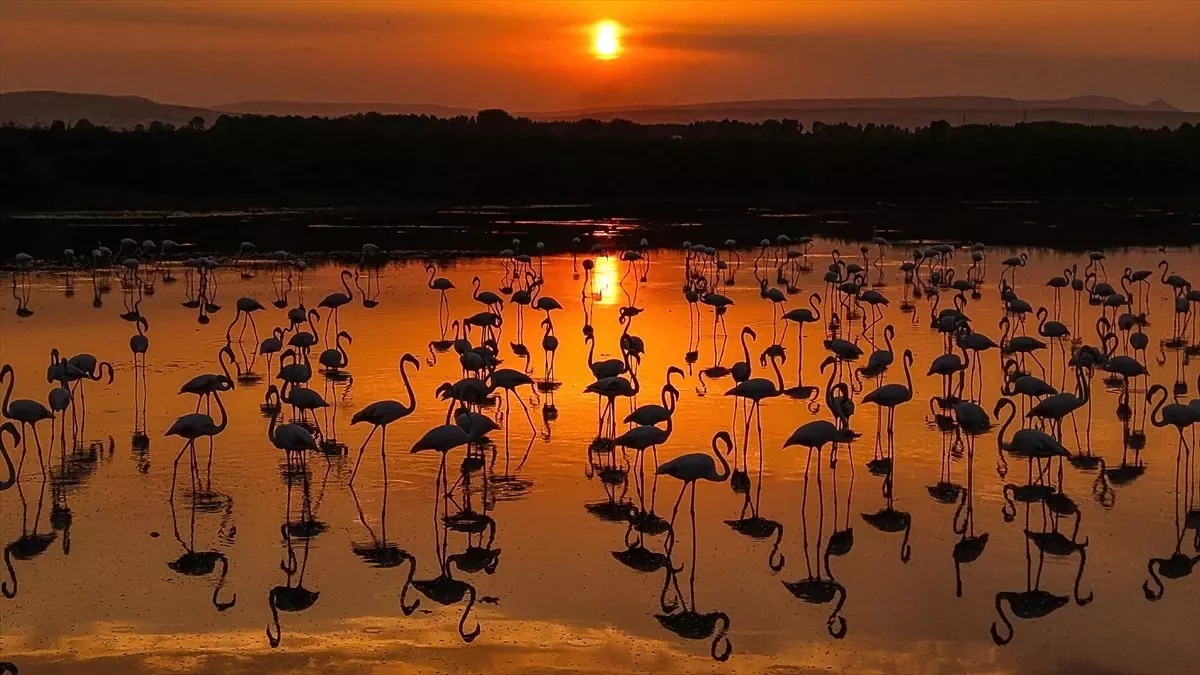 Van Gölü'nde Flamingo Güzelliği