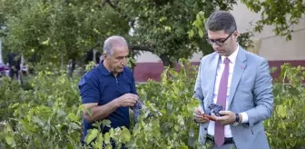 Van'da Erciş Üzümünün Hasadı Başladı