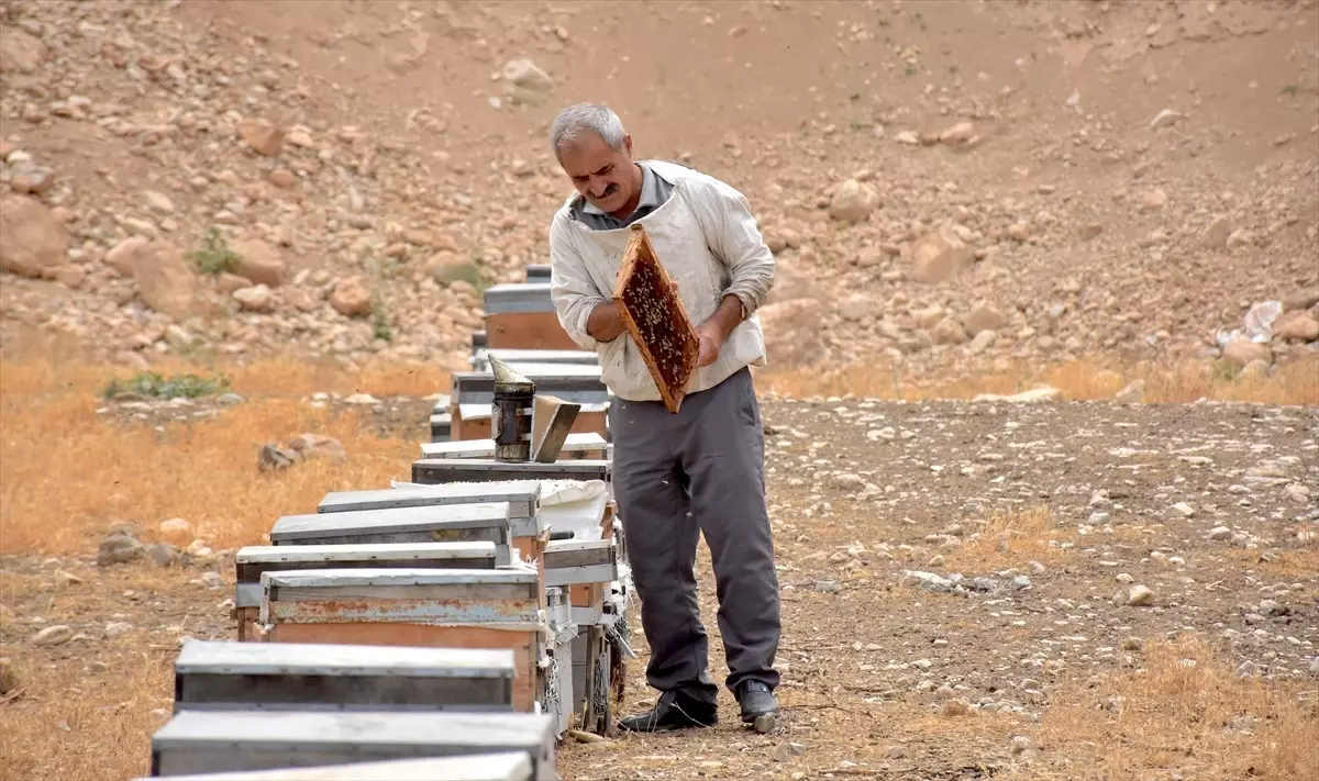 Devlet Desteğiyle Arıcılığını Büyüten Alihan Baran, 500 Kovana Ulaşarak Türkiye Genelinde Bal Satışına Başladı