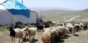 Erciş'te Besiciler Yaylada Peynir Üretiyor
