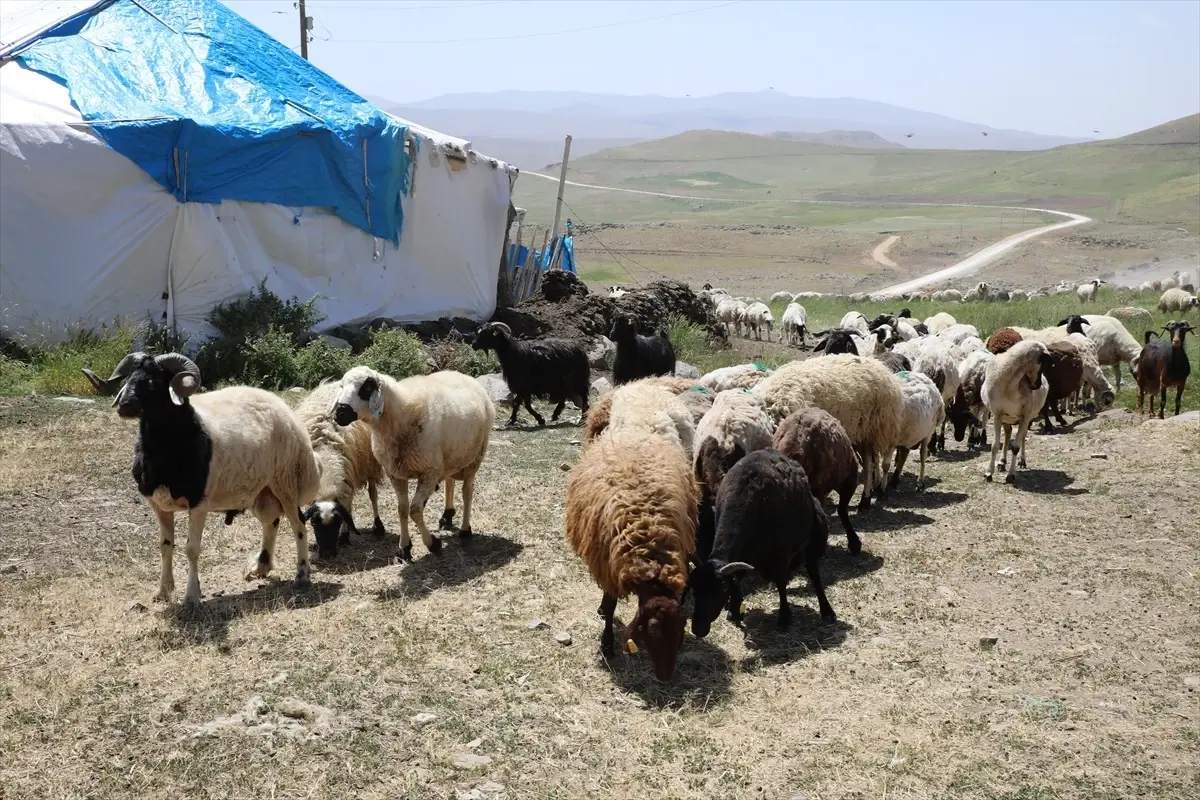 Erciş'te Besiciler Yaylada Peynir Üretiyor