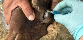 Ardahan'da Veterinerler Hayvan Hastalıklarını Önlemek İçin Zorlu Yayla Yolculukları Yapıyor