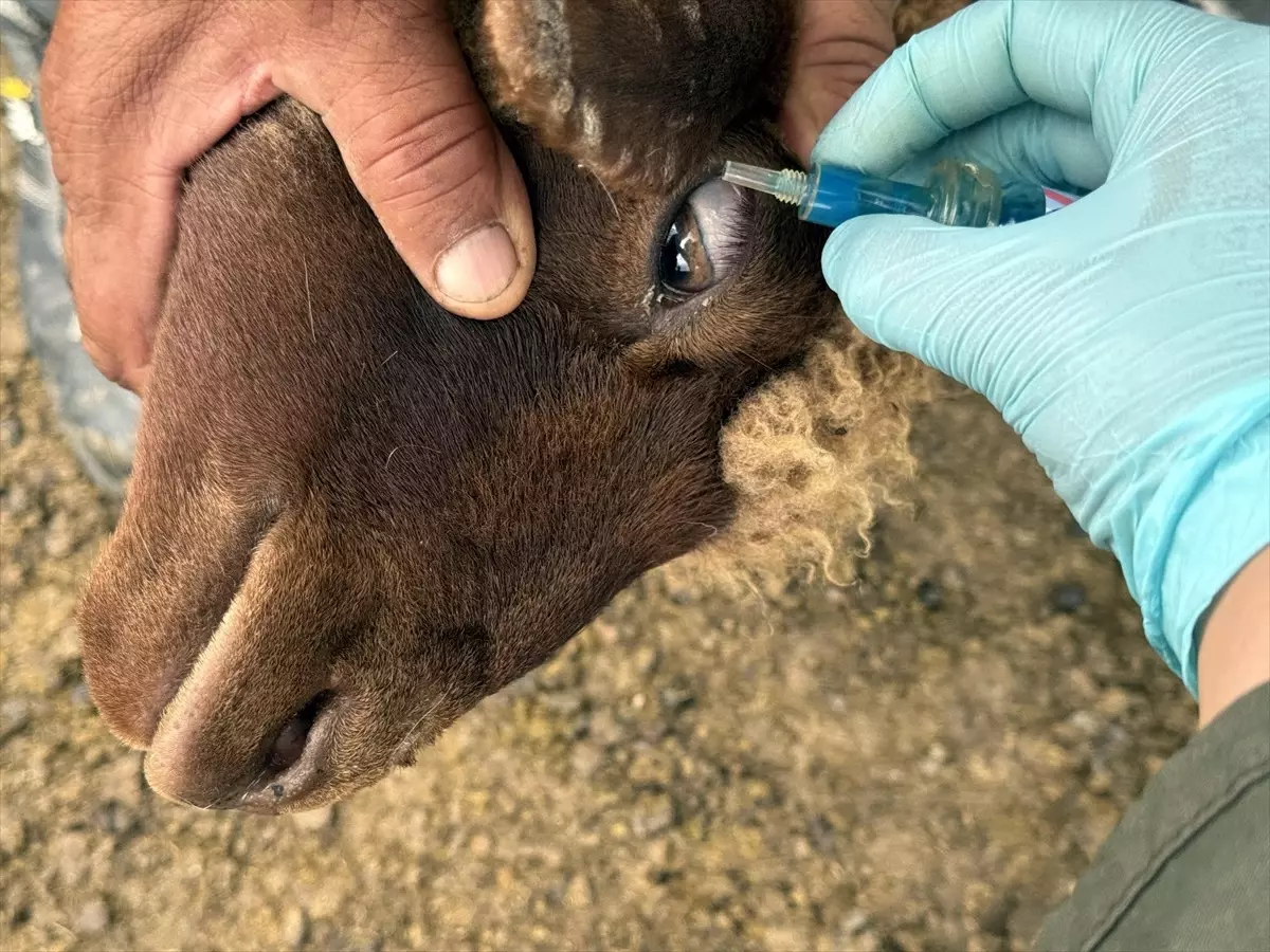 Ardahan'da Veterinerler Hayvan Hastalıklarını Önlemek İçin Zorlu Yayla Yolculukları Yapıyor