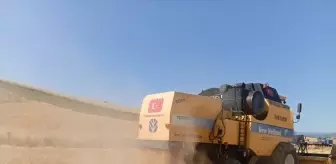 Vezirköprü'de Buğday Hasadı Başladı