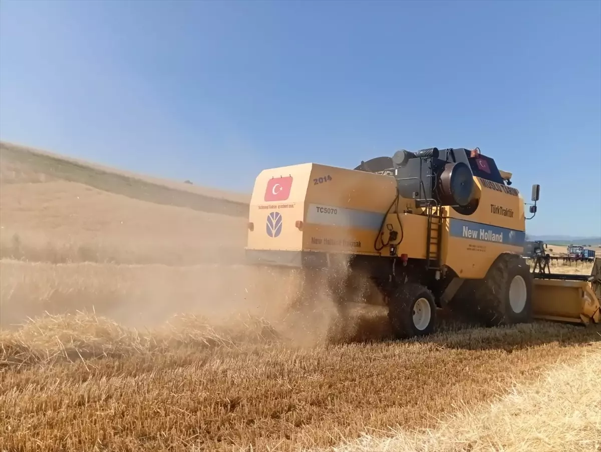 Vezirköprü'de Buğday Hasadı Başladı